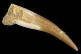 Fossil Plesiosaur (Zarafasaura) Tooth - Morocco #91292-1